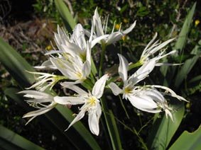 Pancratium illyricum